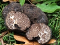 19 Tuber mesentericum